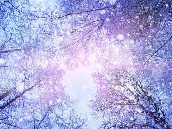 Floresta paisagem inverno em neve geada com raios de luz ensolarados — Fotografia de Stock