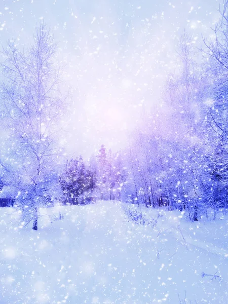 Bosque de paisaje de invierno en heladas de nieve con rayos de luz soleados — Foto de Stock