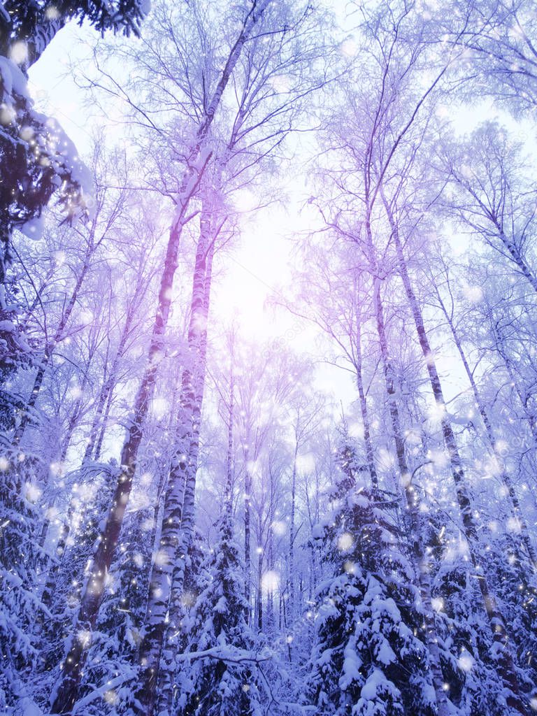 winter landscape forest in snow frost with sunny light beams