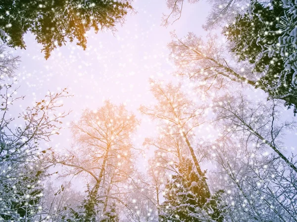 Téli táj erdő a hó fagy, napsütéses fénysugarak — Stock Fotó