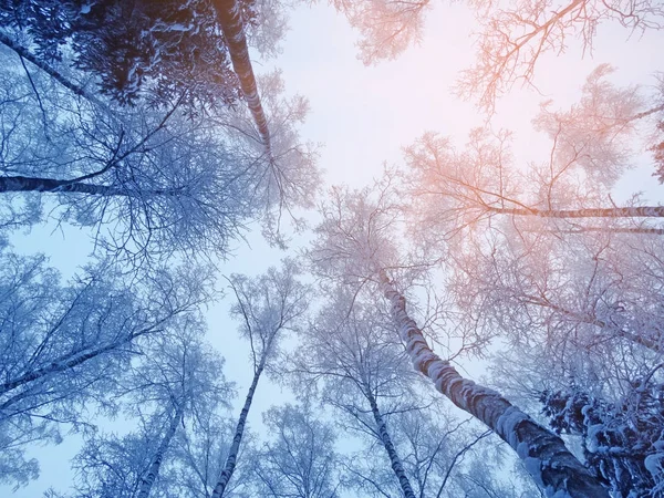 Bosque de paisaje de invierno en heladas de nieve con rayos de luz soleados — Foto de Stock