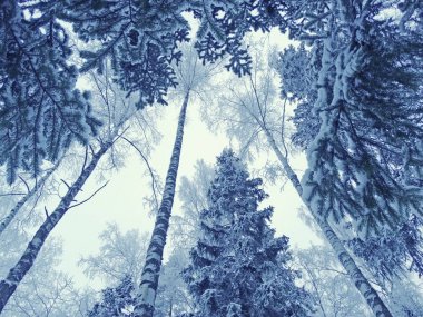 kış manzara orman kar Frost ile güneşli ışık ışınları