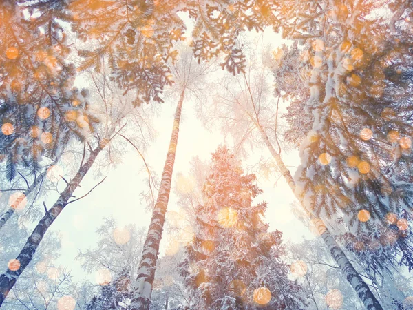 Magic winter landscape forest in snow frost with christmas light — Stock Photo, Image