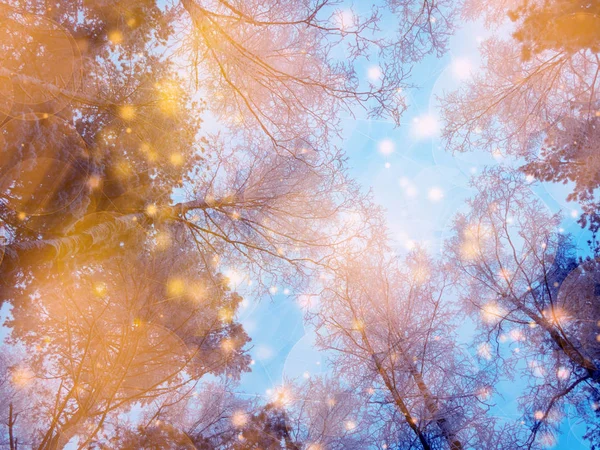 Forêt de paysage magique d'hiver dans le gel des neiges avec la lumière de Noël — Photo