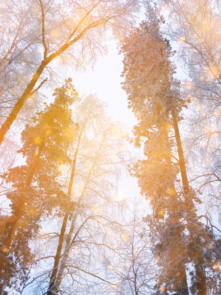 Varázslatos téli táj erdő a hó fagy karácsonyi fény — Stock Fotó