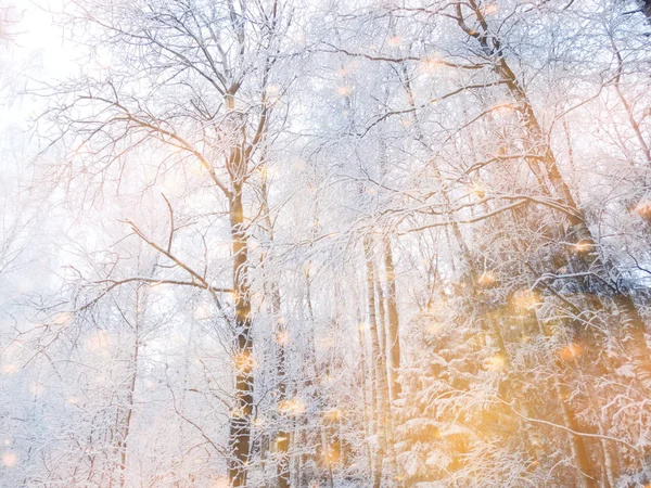 Magiczny zimowy krajobraz las Frost śnieg światło Boże Narodzenie — Zdjęcie stockowe