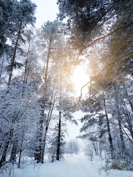 Зимний ландшафтный лес в снежные морозы с солнечными лучами света — стоковое фото