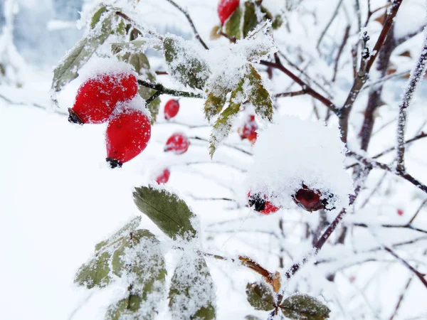 Jul vinter fryst hagtornsbär och snö på gren — Stockfoto