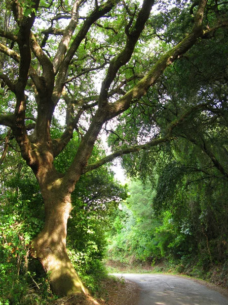 Corfu adasında zeytin ağaçları Bahçe peyzaj — Stok fotoğraf