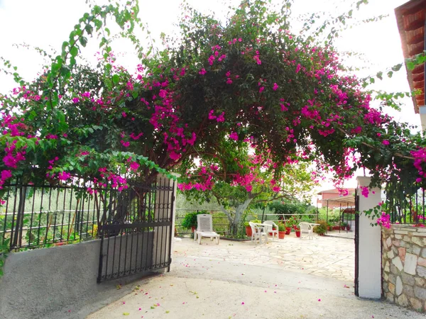 Terraza tradicional con buganvillas luminosas en Grecia — Foto de Stock