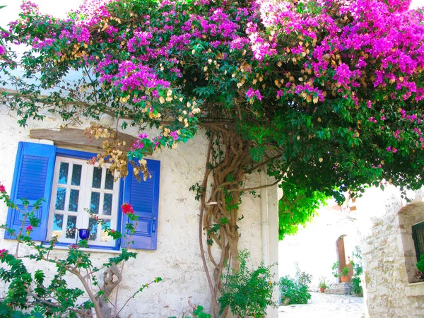 Hagyományos utcai világos bougainvillea, Görögország — Stock Fotó