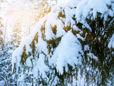 Kış çam ormanıyla kar frost closeup dalında