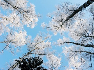 kış manzara orman kar Frost ile güneşli ışık ışınları