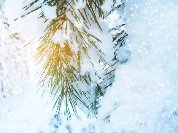 Rama de pino de invierno en el bosque con heladas de nieve primer plano — Foto de Stock