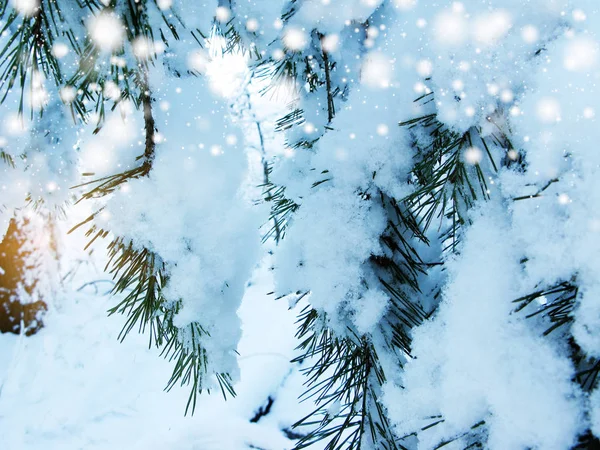 Rama de pino de invierno en el bosque con heladas de nieve primer plano — Foto de Stock