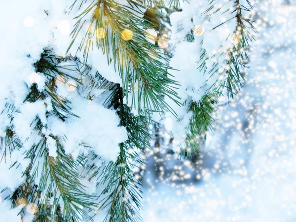 Ramo de pinho de inverno na floresta com gelo de neve close-up — Fotografia de Stock