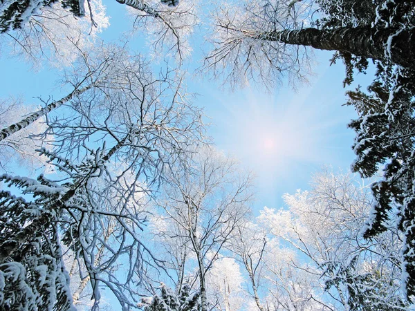 Bosque de paisaje de invierno en heladas de nieve con rayos de luz soleados — Foto de Stock