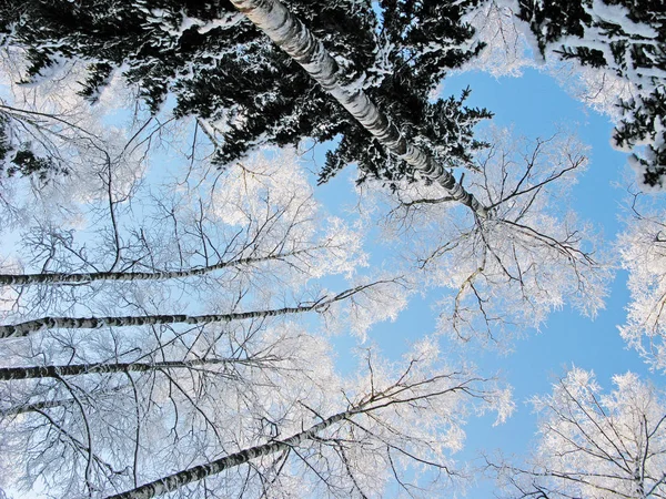 Bosque Paisaje Invierno Heladas Nieve Con Rayos Luz Soleados — Foto de Stock