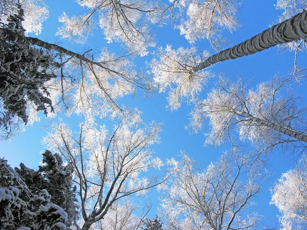 Bosque de paisaje de invierno en heladas de nieve con rayos de luz soleados — Foto de Stock