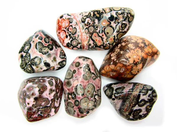 Leopard jasper geological semigem minerals crystals collection — Stock Photo, Image