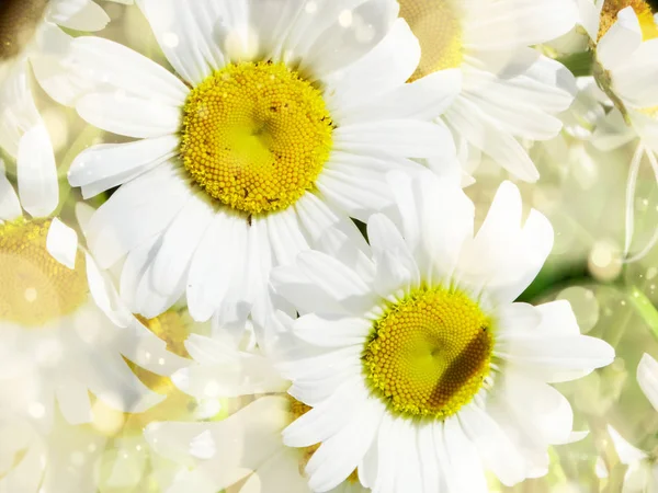 Daisy bloemen boeket macro zomer vakantie achtergrond — Stockfoto