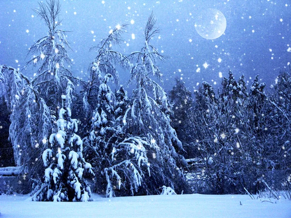 Hiver paysage forêt dans neige givre avec lune — Photo