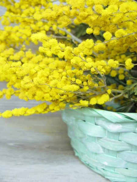 Mimosa amarillo arbusto primavera floral fondo 8 tarjeta de marzo — Foto de Stock