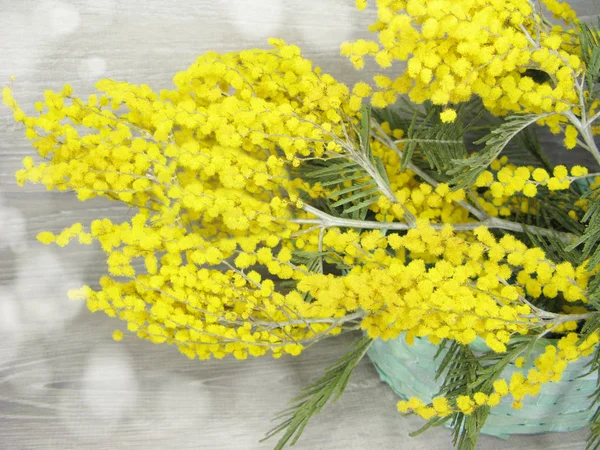 mimosa yellow bush spring floral background 8 march card