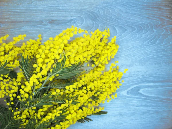 Mimosa gul bush spring blommig bakgrund 8 mars kort — Stockfoto