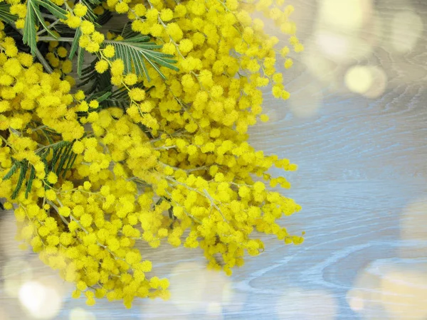 Mimosa žluté bush jarní květinové pozadí 8 března karta — Stock fotografie