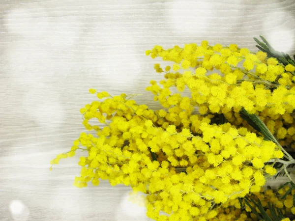 Mimosa amarillo arbusto primavera floral fondo 8 tarjeta de marzo — Foto de Stock