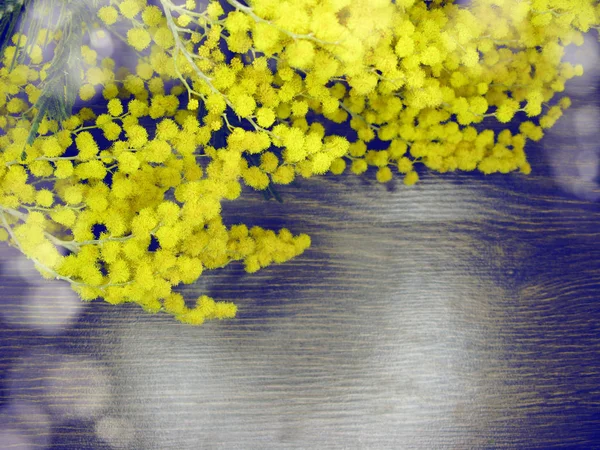 Mimose gelb Busch Frühling blumigen Hintergrund 8 März-Karte — Stockfoto