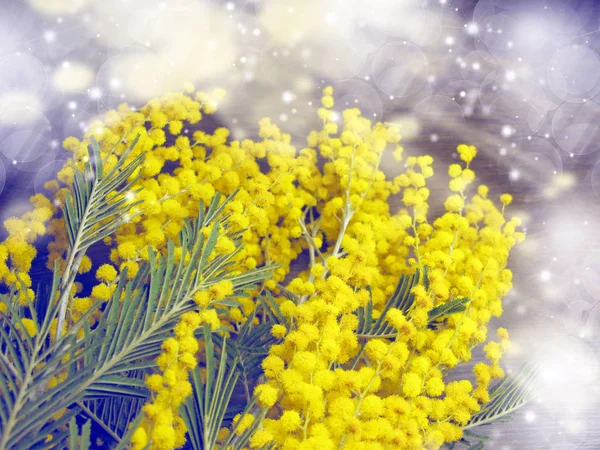 Mimosa geel bush voorjaar florale achtergrond 8 maart kaart — Stockfoto