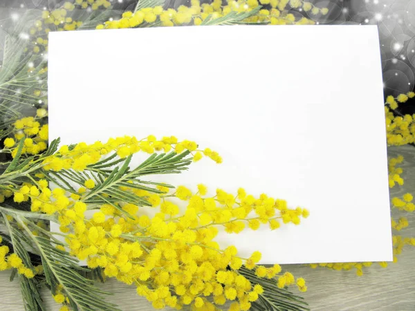 含羞草黄灌木春季花卉背景3月8日卡 — 图库照片