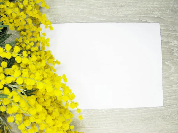 含羞草黄灌木春季花卉背景3月8日卡 — 图库照片