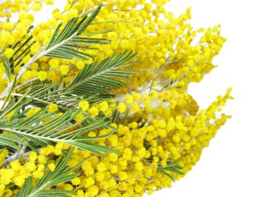 Mimoza sarı bush bahar çiçek arka plan 8 Mart kartı