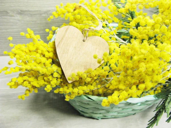 Mimosa amarillo arbusto primavera floral fondo 8 tarjeta de marzo — Foto de Stock