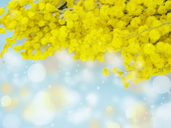 Mimosa geel bush voorjaar florale achtergrond 8 maart kaart — Stockfoto