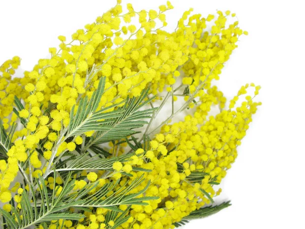 Mimosa amarillo arbusto primavera floral fondo 8 tarjeta de marzo — Foto de Stock