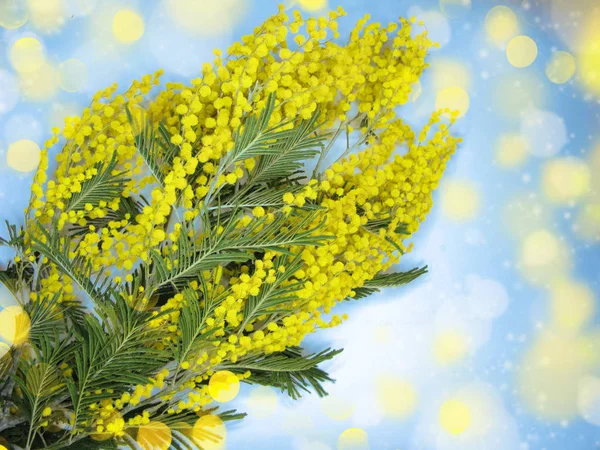 Mimosa gul bush spring blommig bakgrund 8 mars kort — Stockfoto