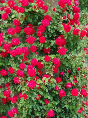 Bush çiçek arka plan çiçekli kırmızı gül çiçekler