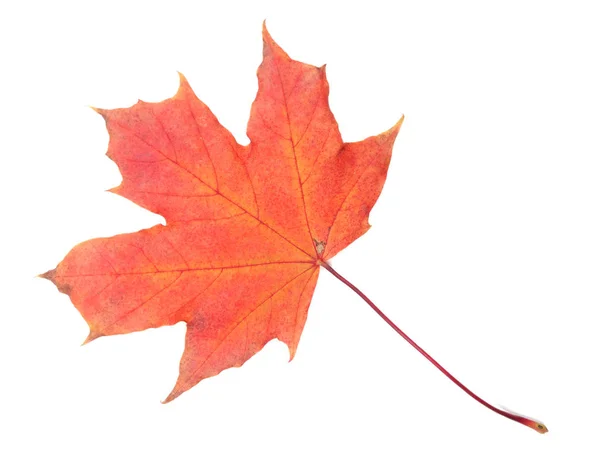 Maple leave isolated on white background — Stock Photo, Image
