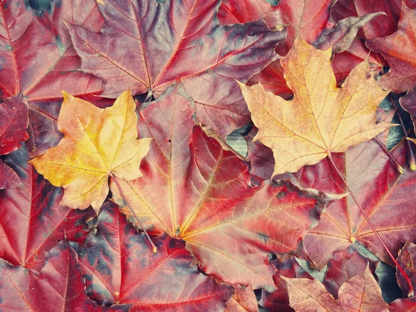 Bosque de fondo de otoño con árboles de arce y vigas soleadas — Foto de Stock