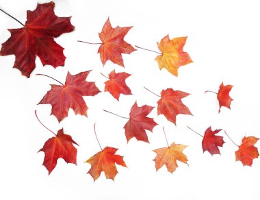 Akçaağaç izni beyaz arkaplanda izole edildi