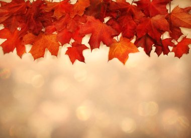 akçaağaç ağaçları ve güneşli kirişler ile sonbahar arka plan orman