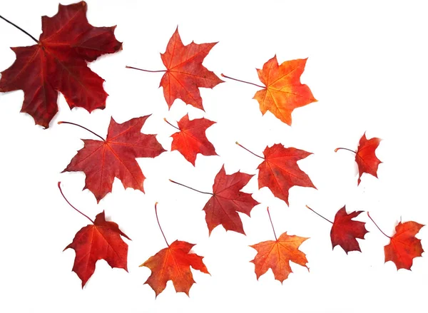 Akçaağaç izni beyaz arkaplanda izole edildi