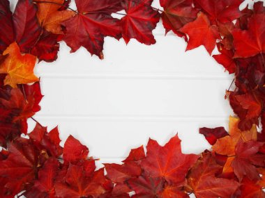 akçaağaç ağaçları ve güneşli kirişler ile sonbahar arka plan orman