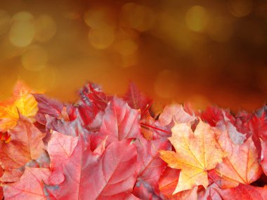 akçaağaç ağaçları ve güneşli kirişler ile sonbahar arka plan orman