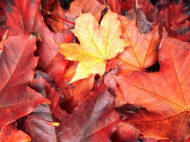 akçaağaç ağaçları ve güneşli kirişler ile sonbahar arka plan orman