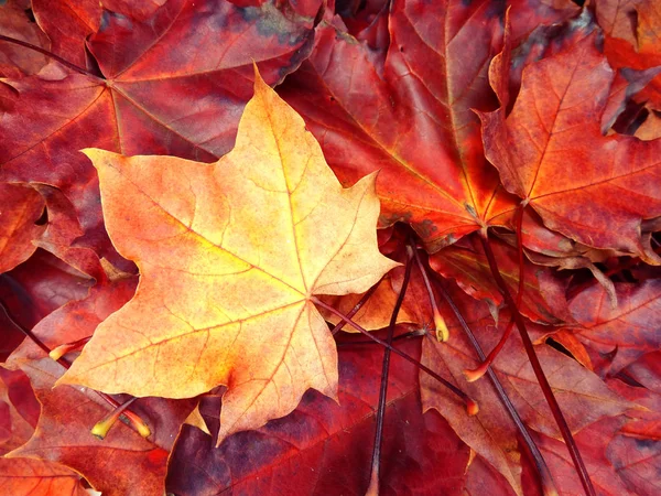 カエデの木と日当たりの良い梁を持つ秋の背景の森 — ストック写真